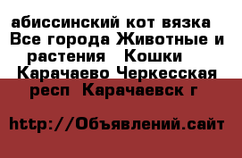 абиссинский кот вязка - Все города Животные и растения » Кошки   . Карачаево-Черкесская респ.,Карачаевск г.